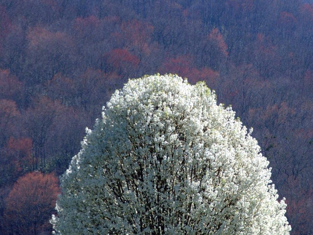 White Tree 13869 wallpaper