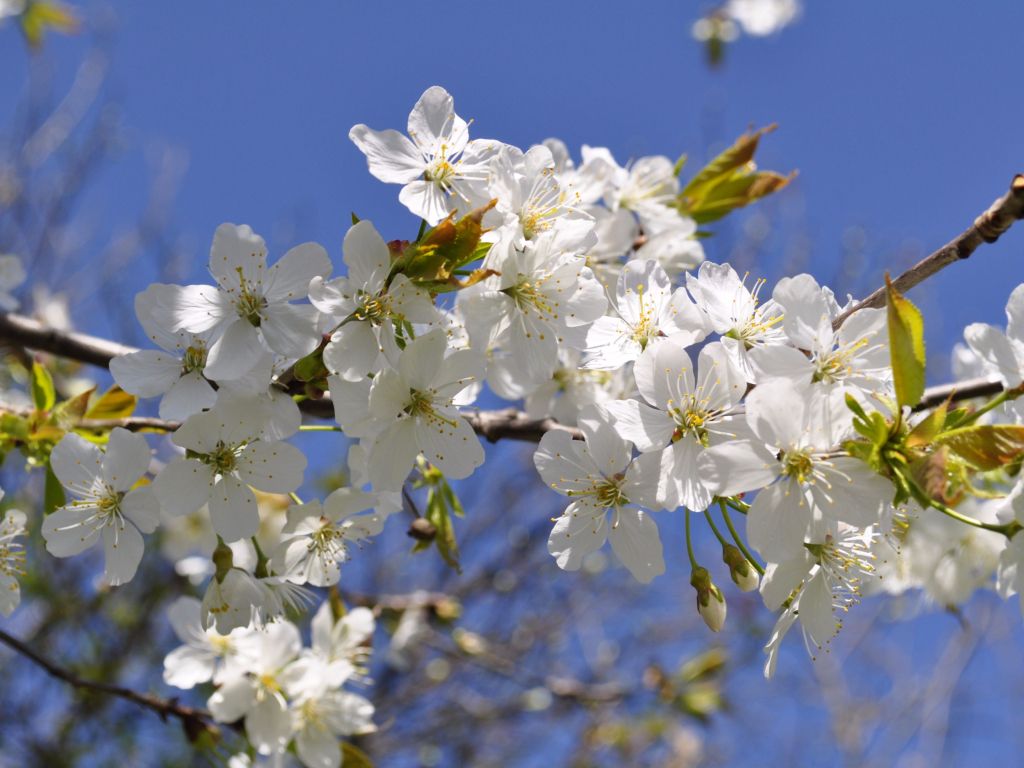 White Tree Flowers Spring wallpaper