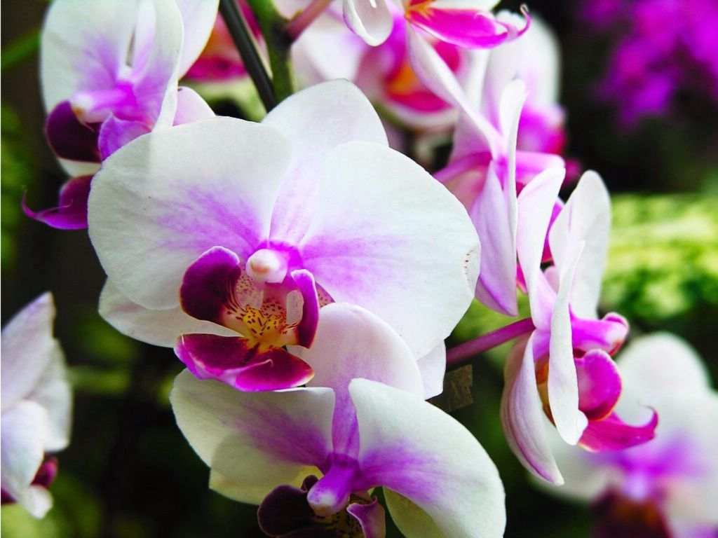 White Wedding Orchids wallpaper