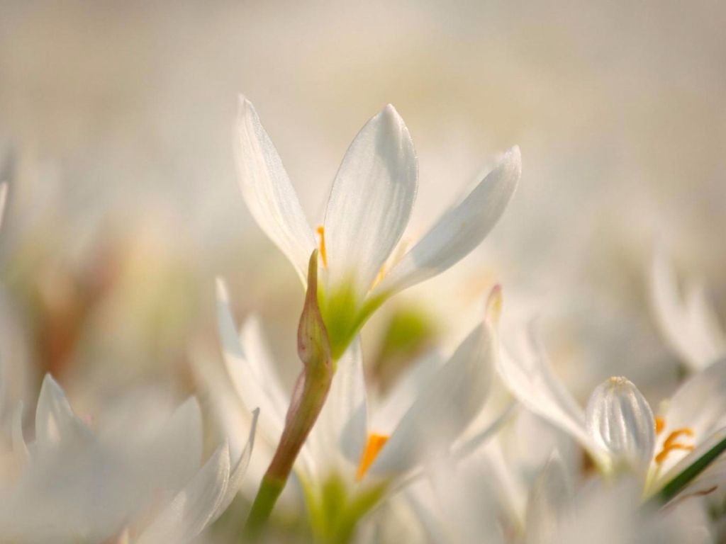 White Wild Flower Spring wallpaper
