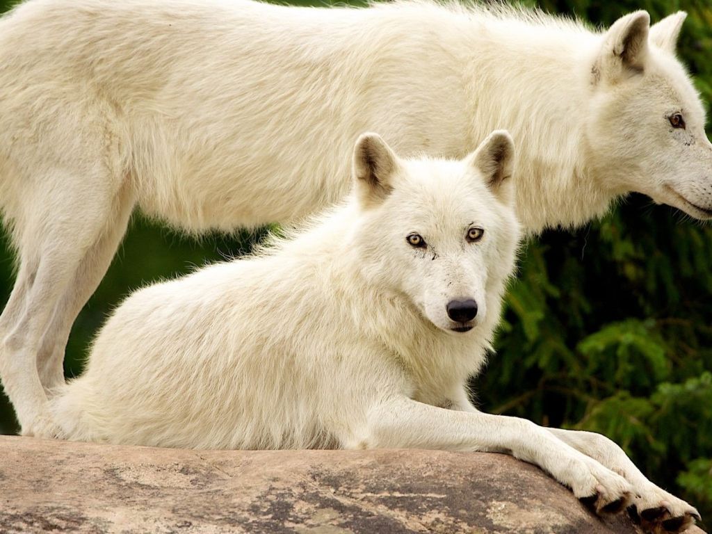 White Wolves wallpaper