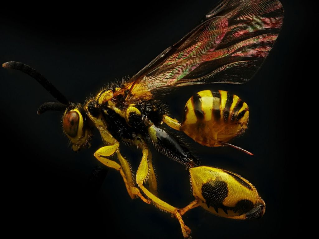 Whoa Wasp From Connecticut wallpaper