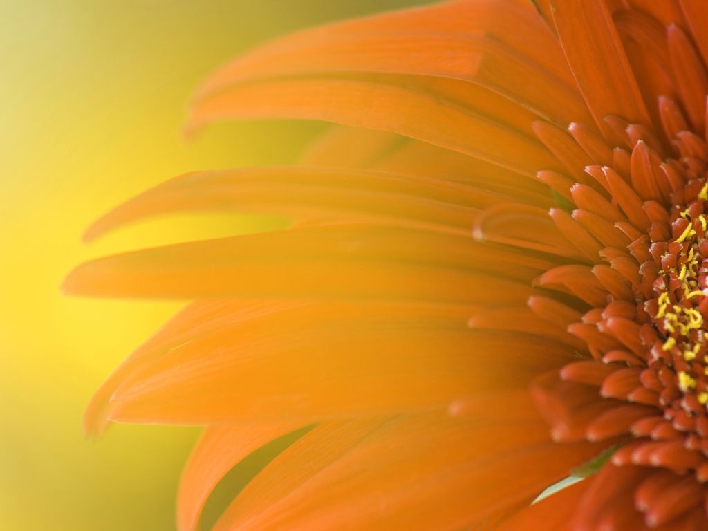 Widescreen Sunflower wallpaper