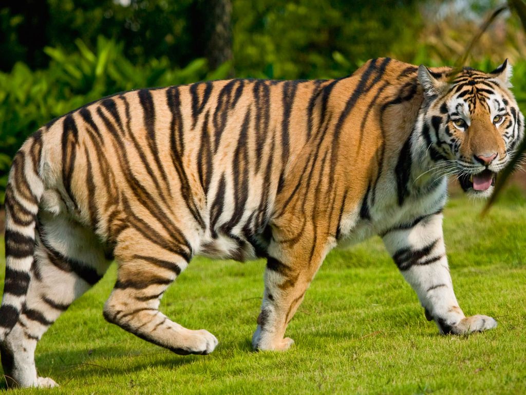 Widescreen Tiger wallpaper