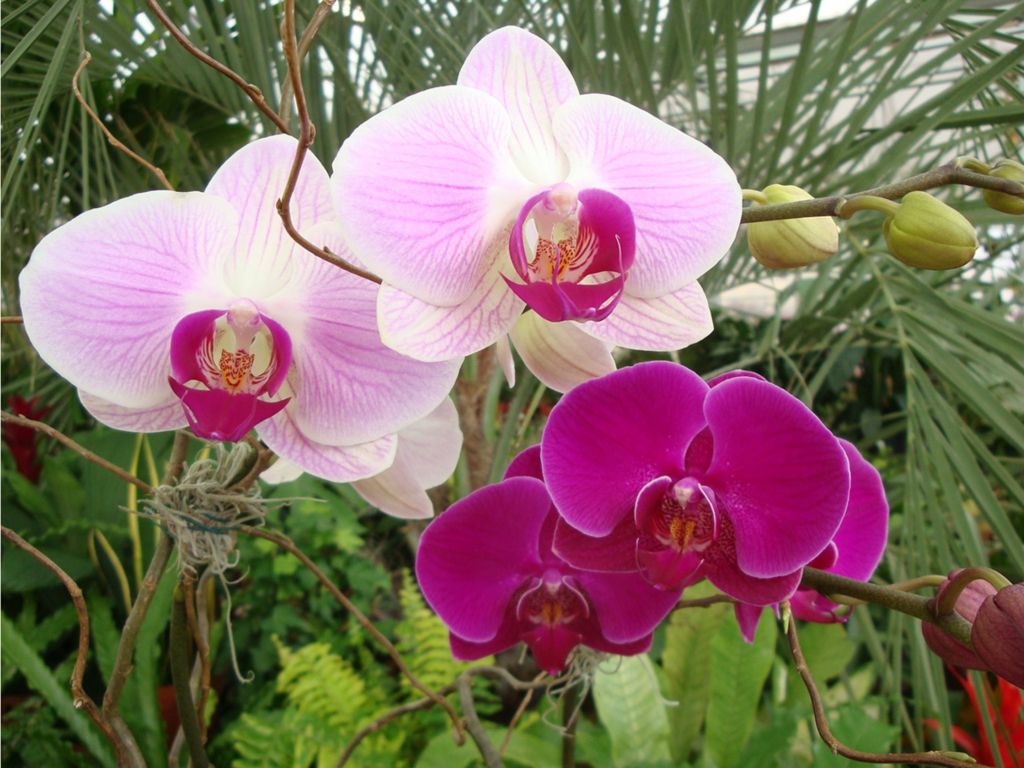 Wild Orchids wallpaper