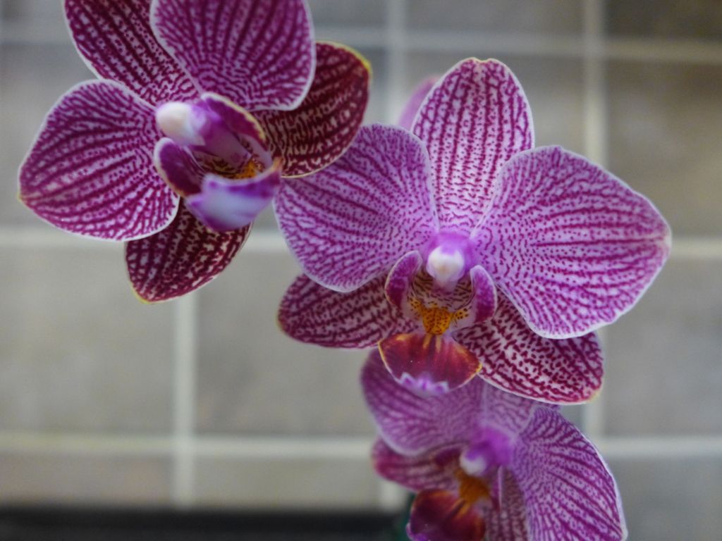 Wild Purple Orchids S wallpaper