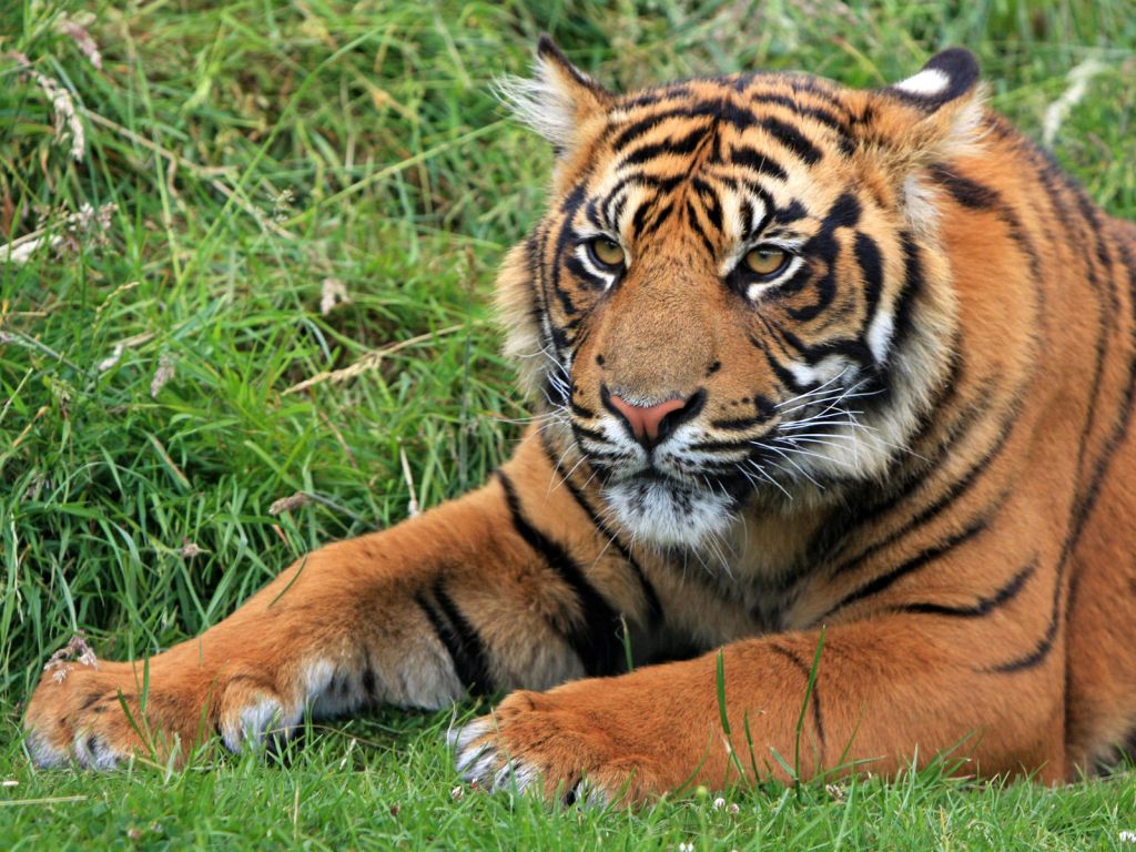 Wild Sumatran Tiger wallpaper