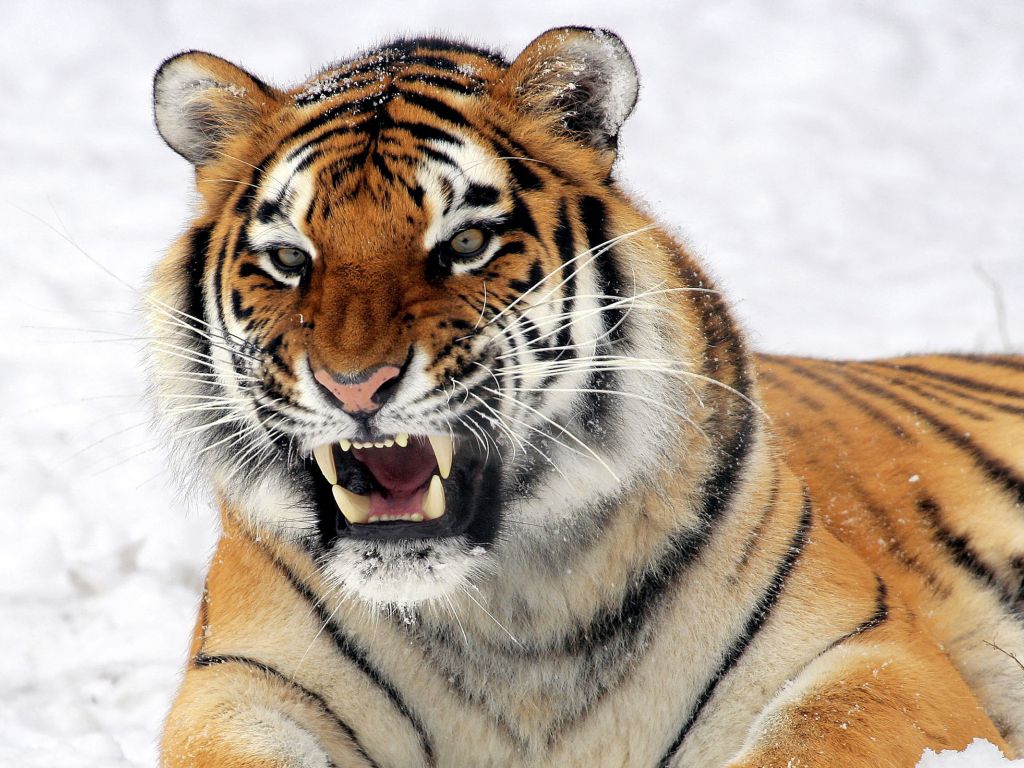 Wild Tiger Predator wallpaper