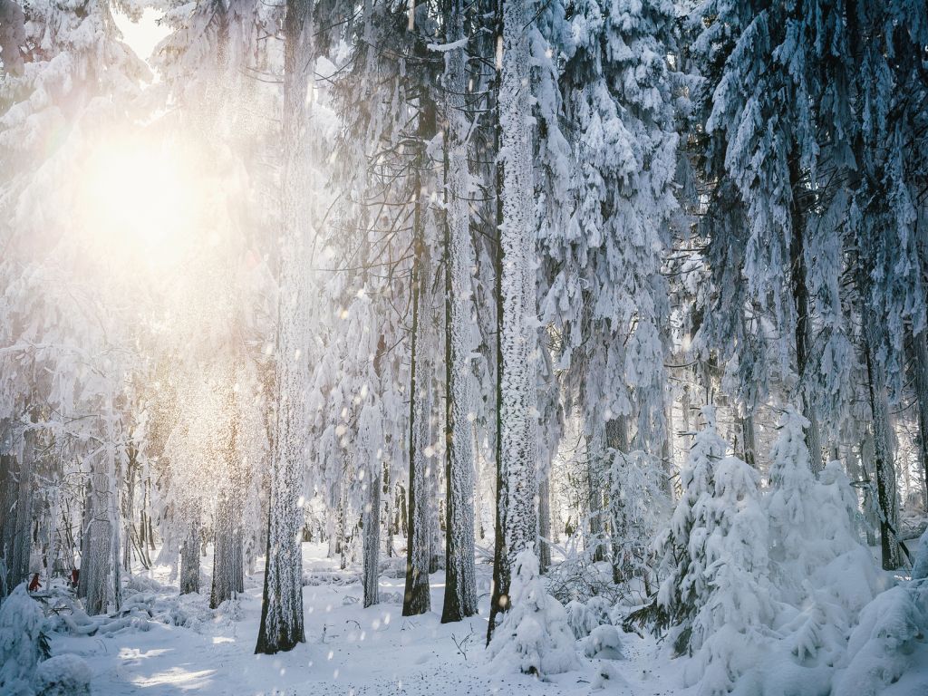 Winter Forest Landscape wallpaper