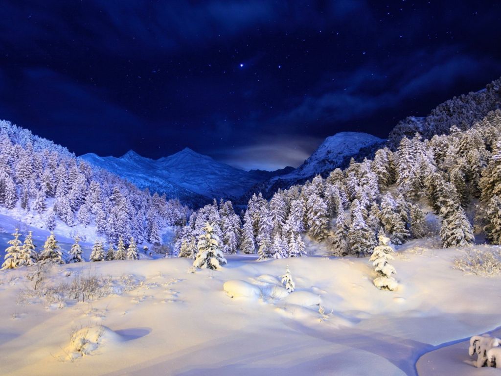 Winter Forest Night Sky wallpaper