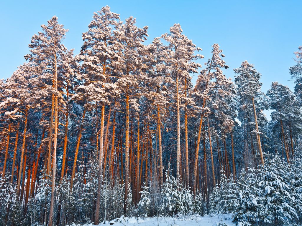 Winter Forest Trees wallpaper