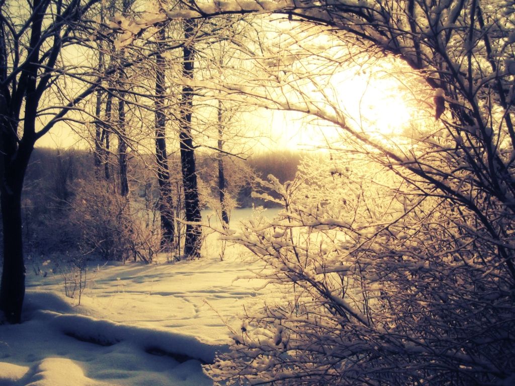 Winter Forest With Sun in the Background wallpaper
