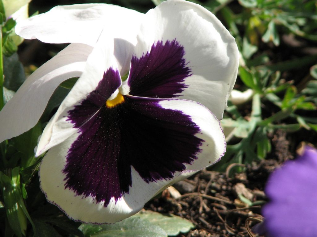 Winter, Pansy, Photography, Blues, Photos, Albums wallpaper