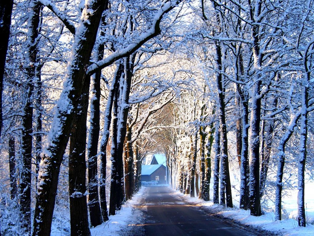 Winter Path With Trees Landscape wallpaper