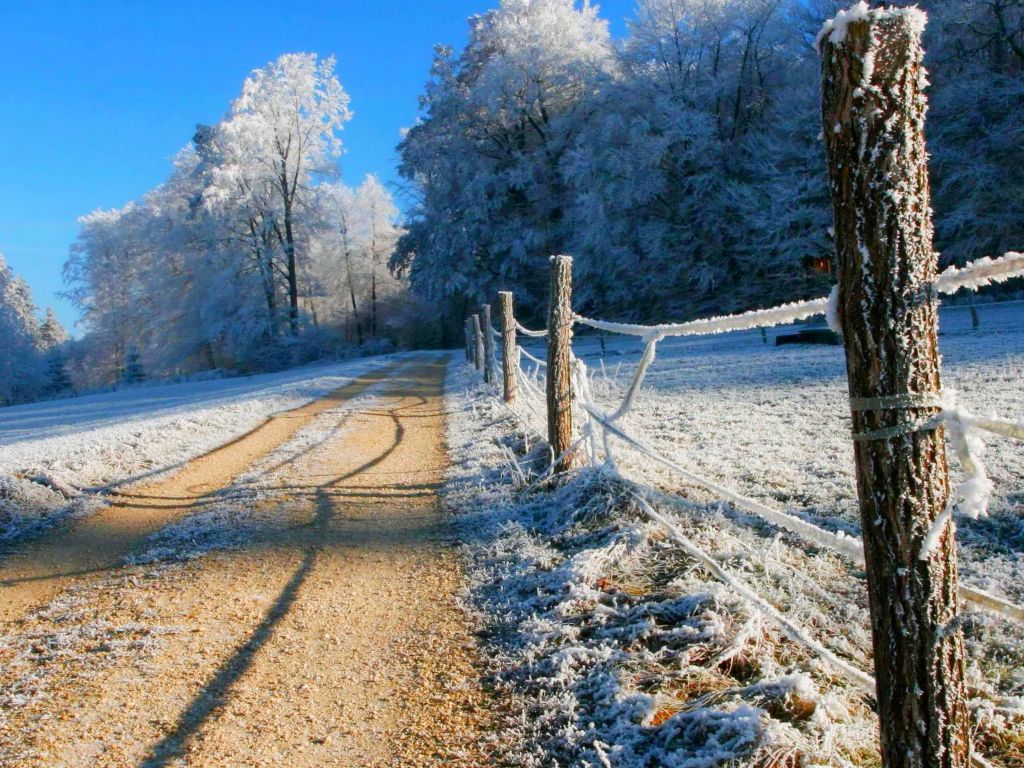Winter Road With Trees wallpaper