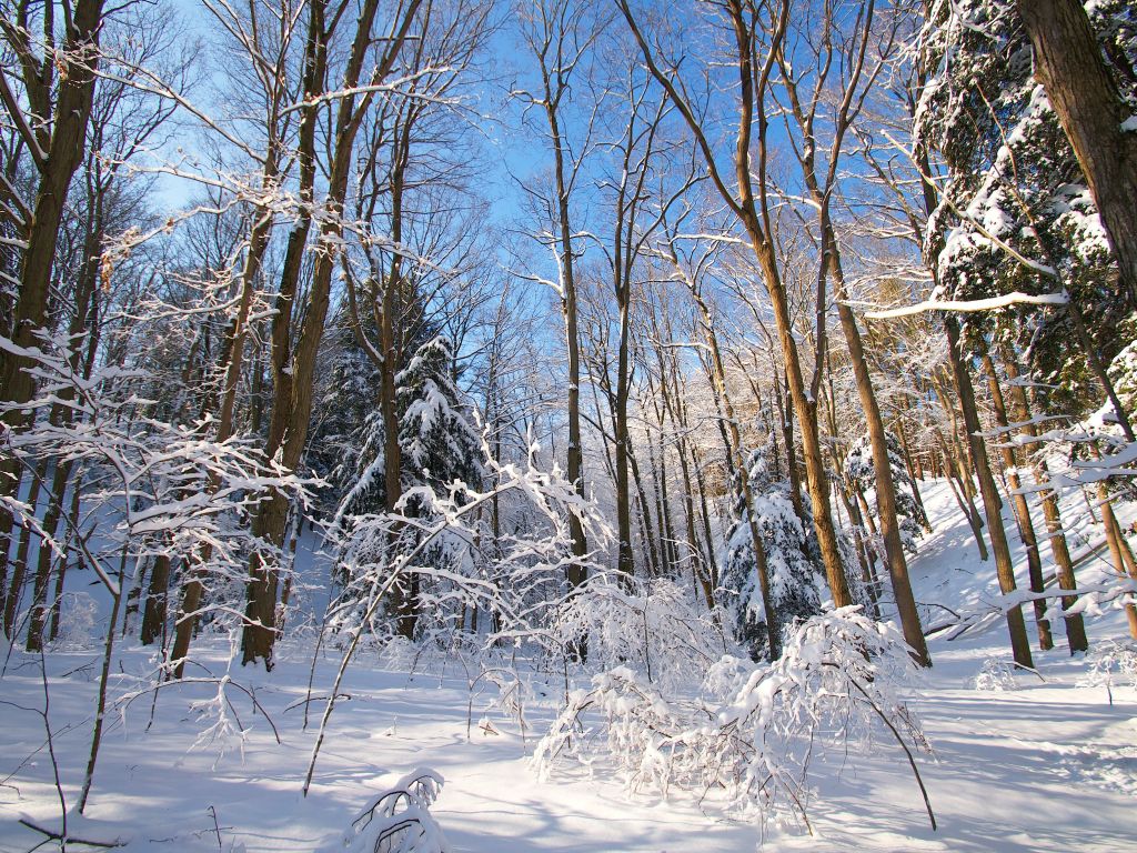 Winter View of Forest Trees wallpaper