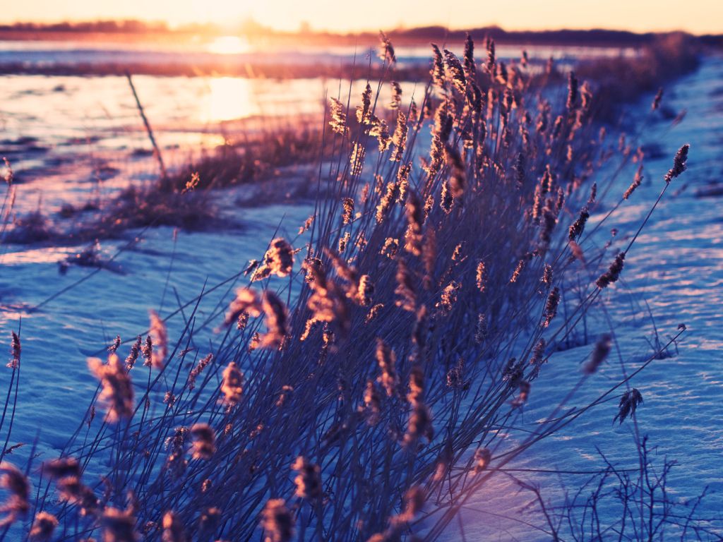 Winter, Grass, Sunlight, Fields, Sunrise, Frozen wallpaper
