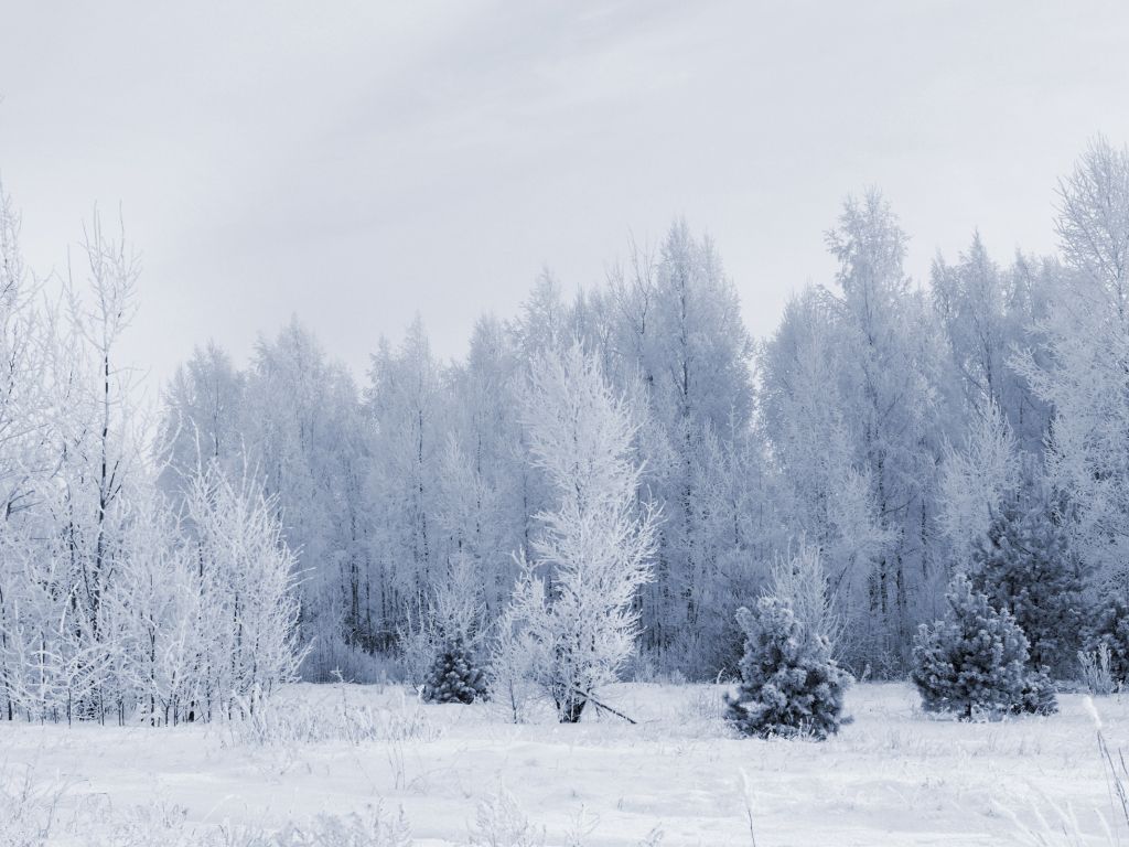 Winter, Snow, Nature, Trees, Forest wallpaper