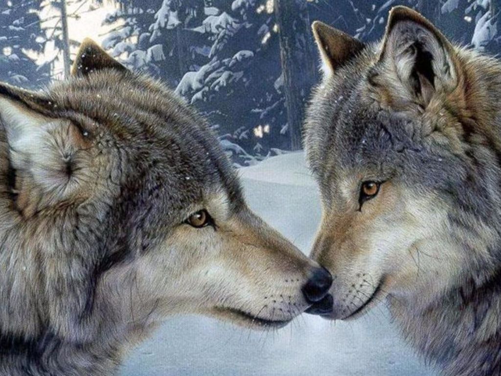 Wolf Encounter Romance wallpaper