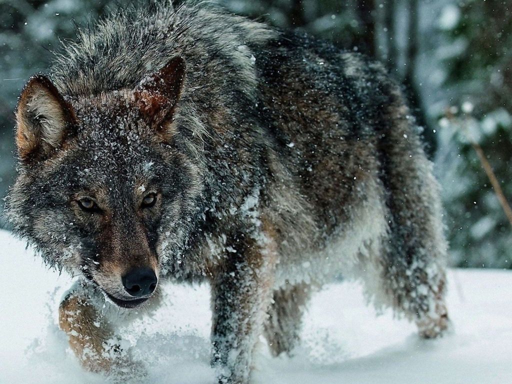 Wolf in Snow wallpaper