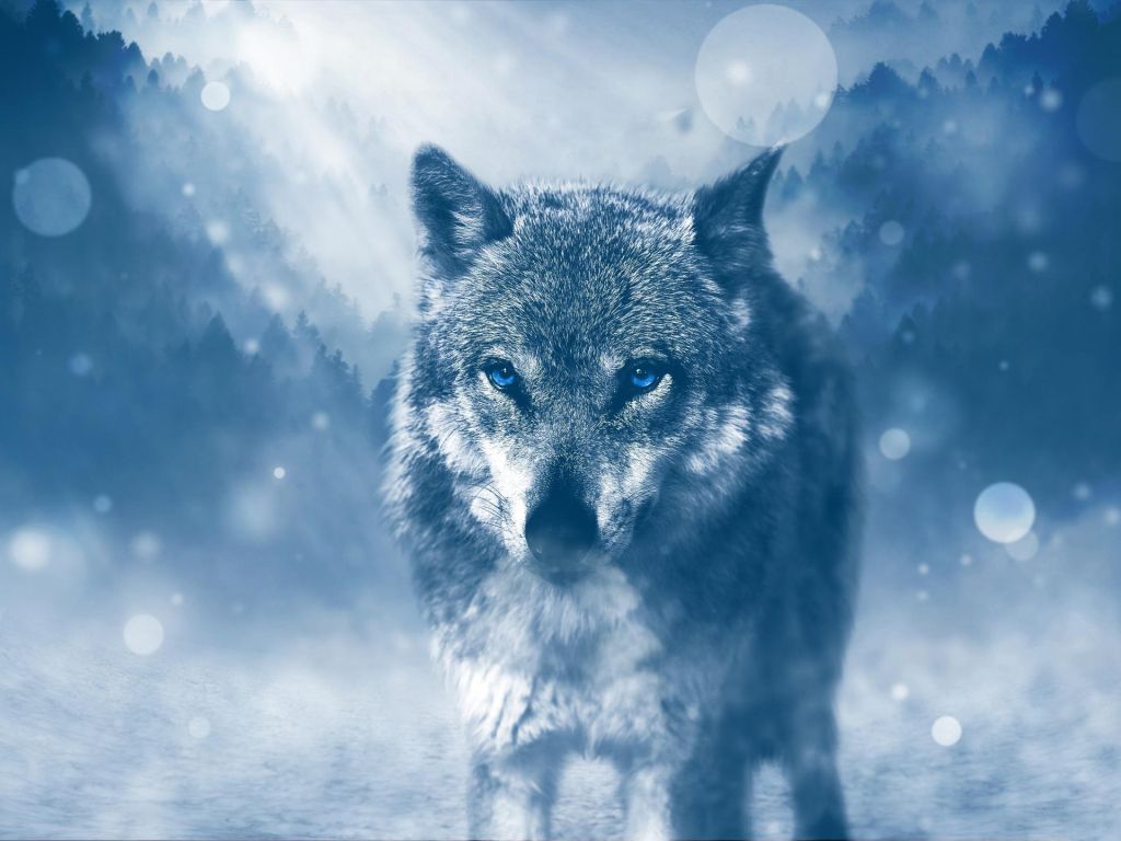 Wolf Winter wallpaper