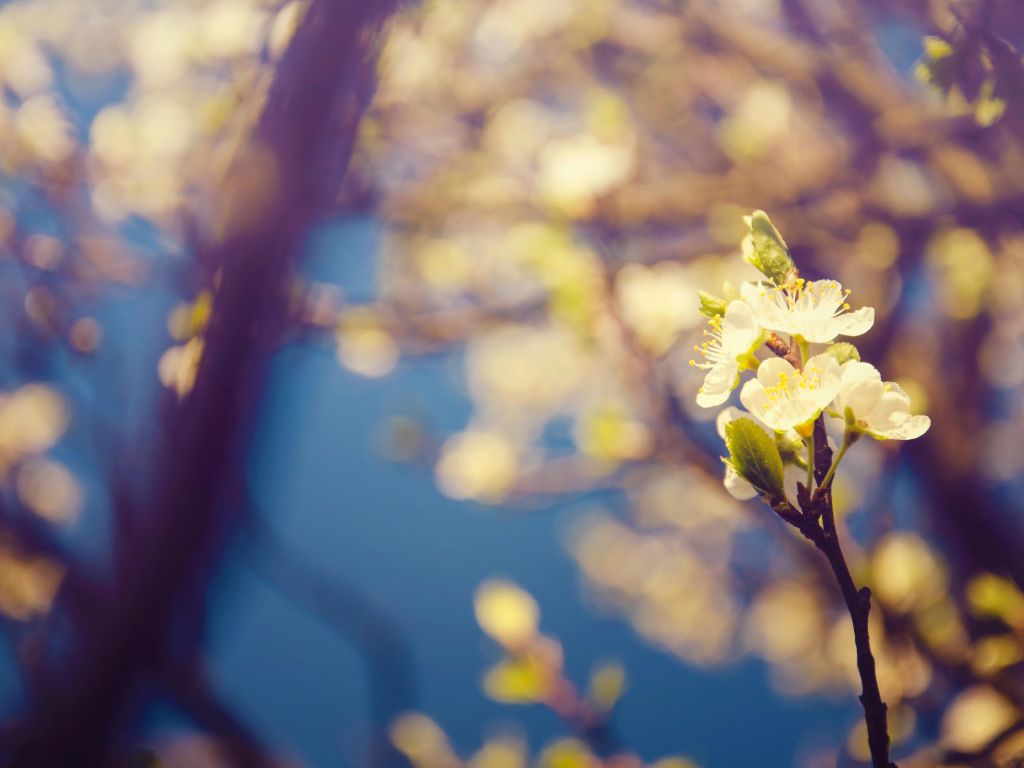 Wonderful Nature - Flowers of Spring wallpaper