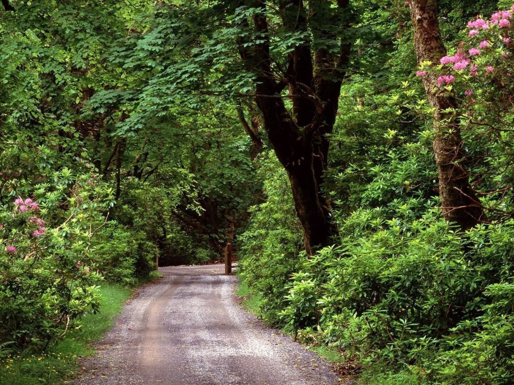 Wood Road in County Galway wallpaper