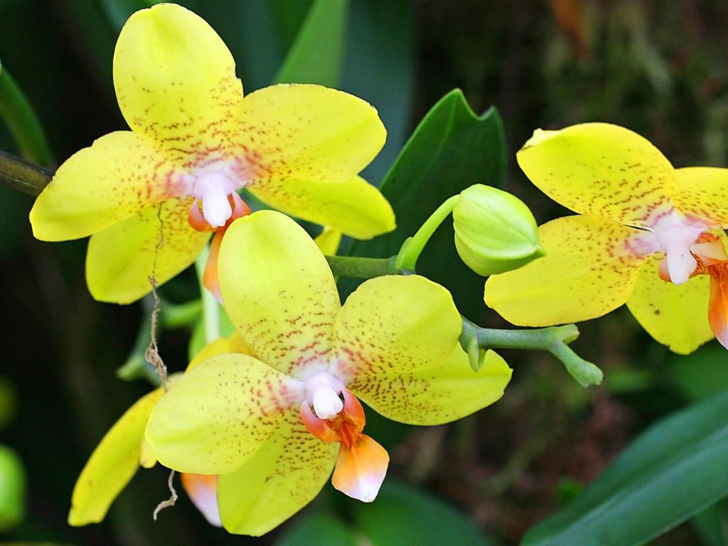 Yellow Orchids S wallpaper