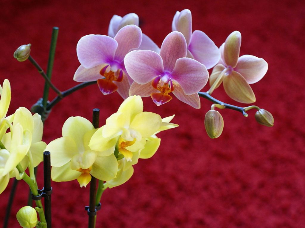 Yellow and Pink Orchids wallpaper