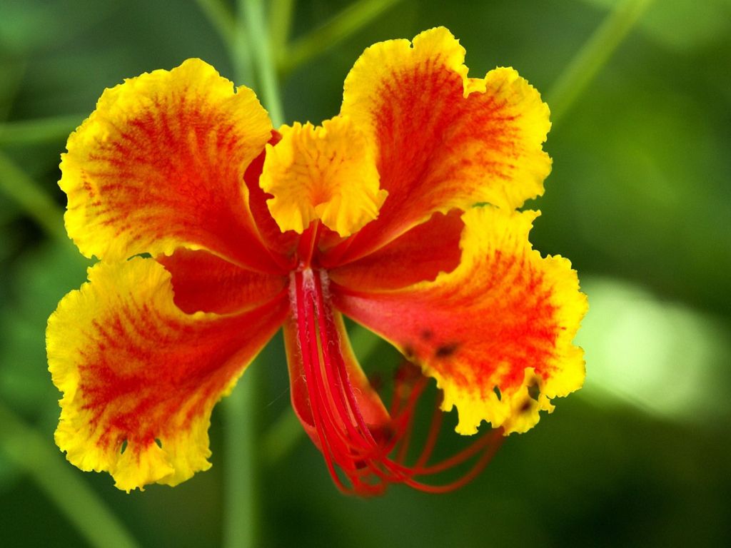 Yellow and Red Hibiscus wallpaper