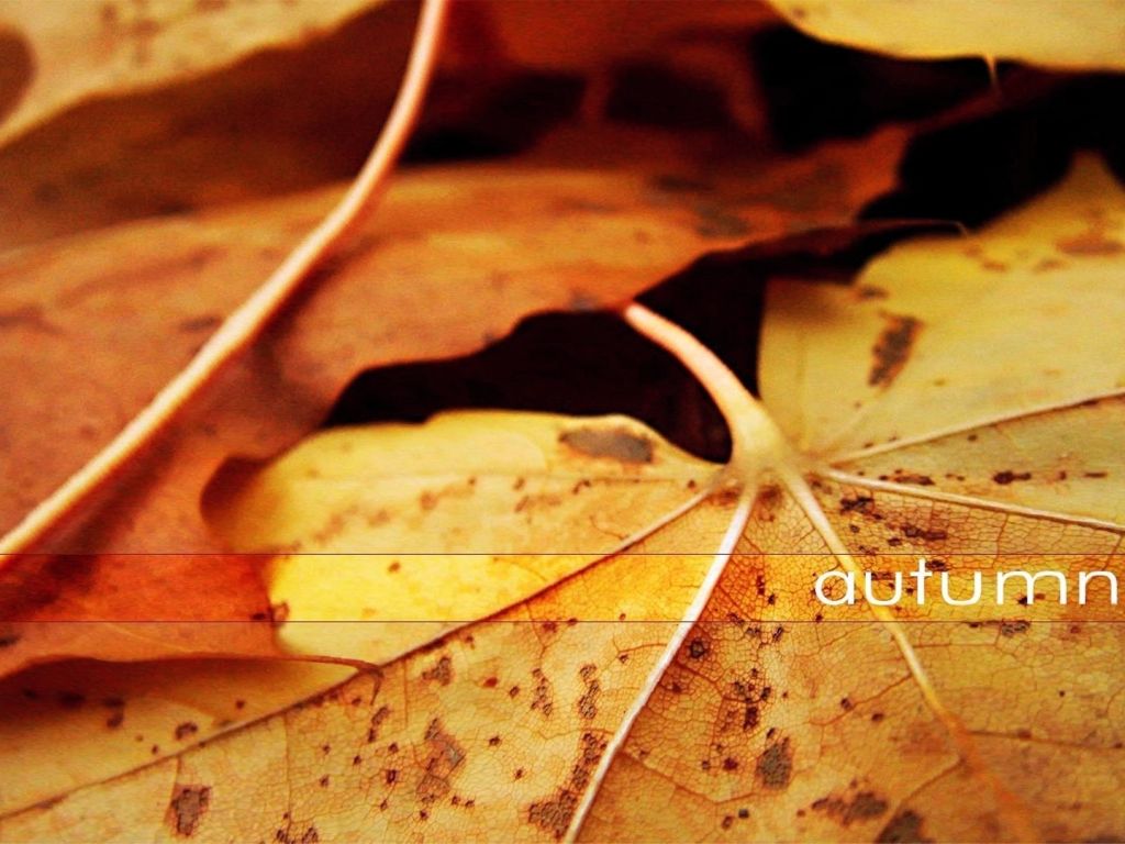 Yellow Autumn Leaves Background wallpaper