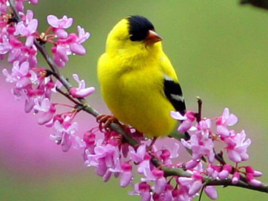 Yellow Bird Spring wallpaper