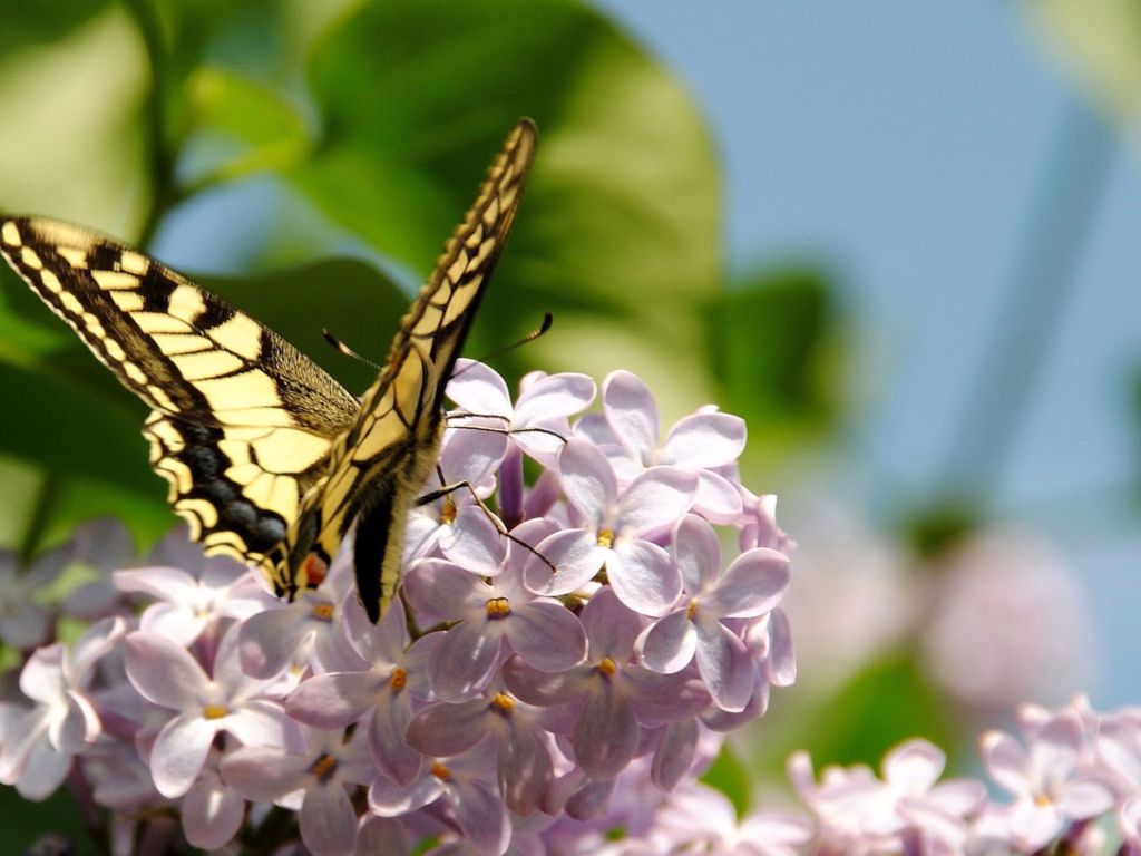 Yellow Butterfly Spring wallpaper