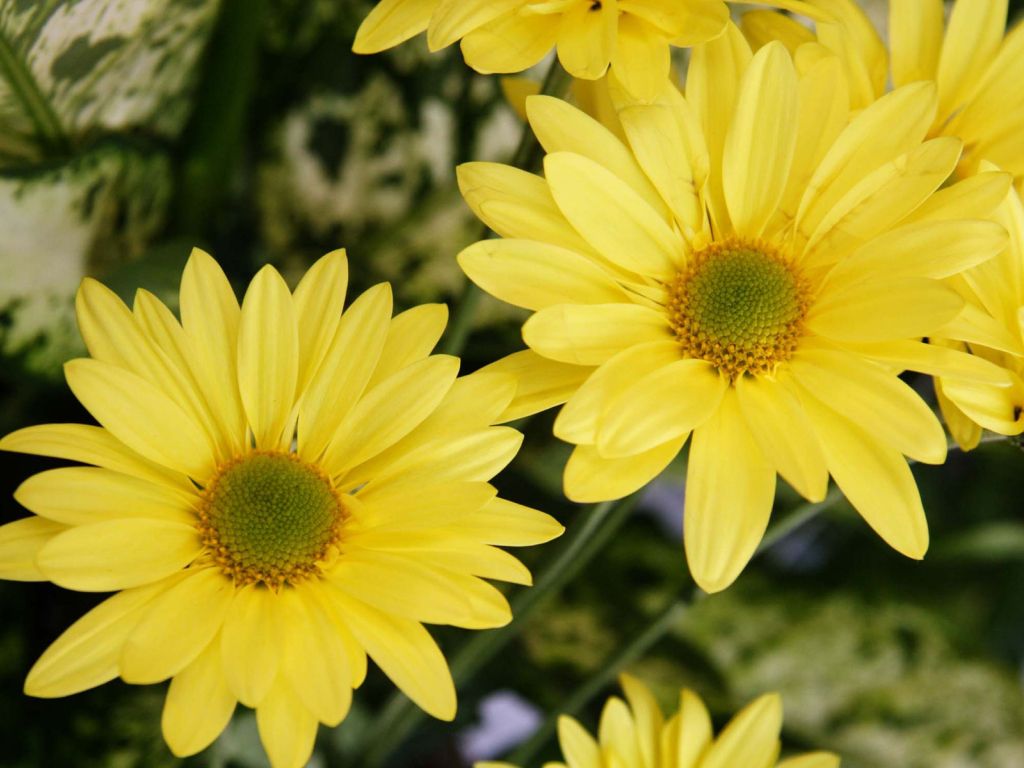 Yellow Color Flowers 28549 wallpaper