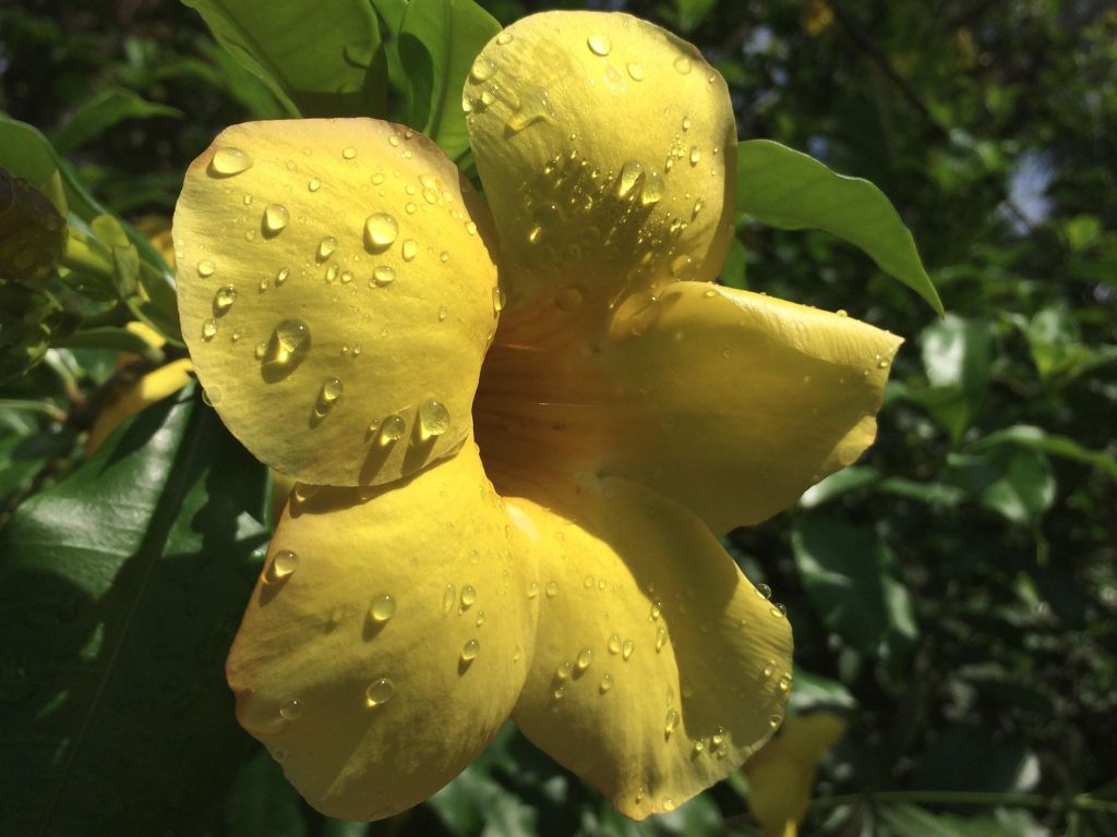 Yellow Flower - Real Rain Water Drops and Lightings wallpaper