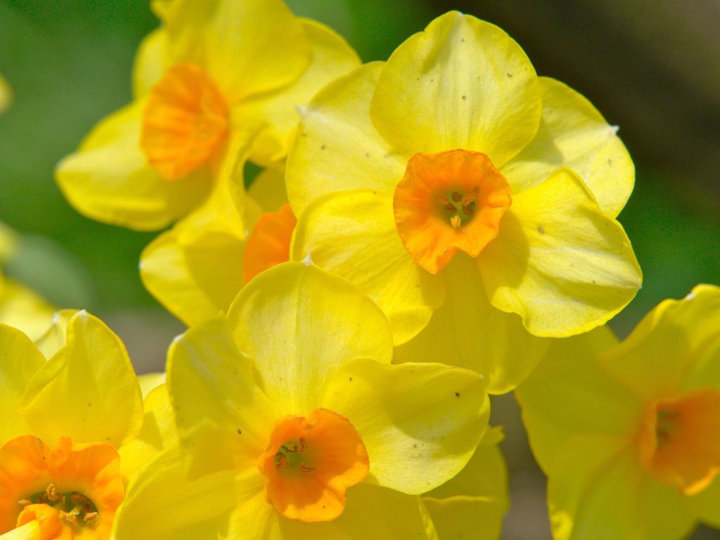 Yellow Flower Spring S wallpaper
