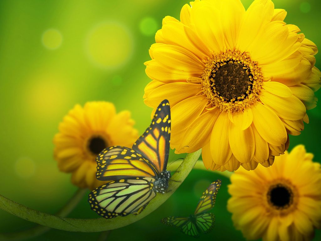 Yellow Flowers With Butterfly wallpaper