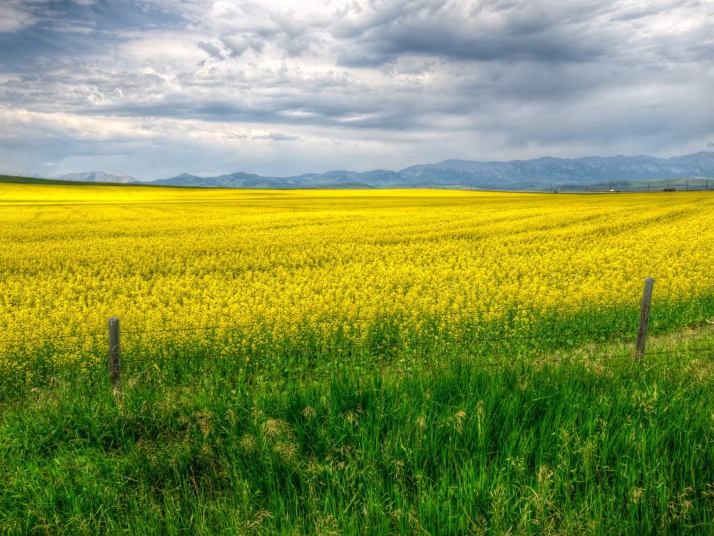 Yellow Grass Field Calgary Canada wallpaper