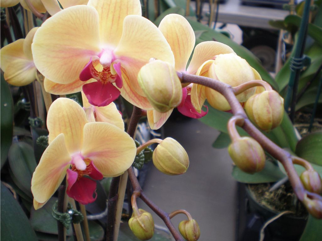 Yellow Inspired Orchids S wallpaper