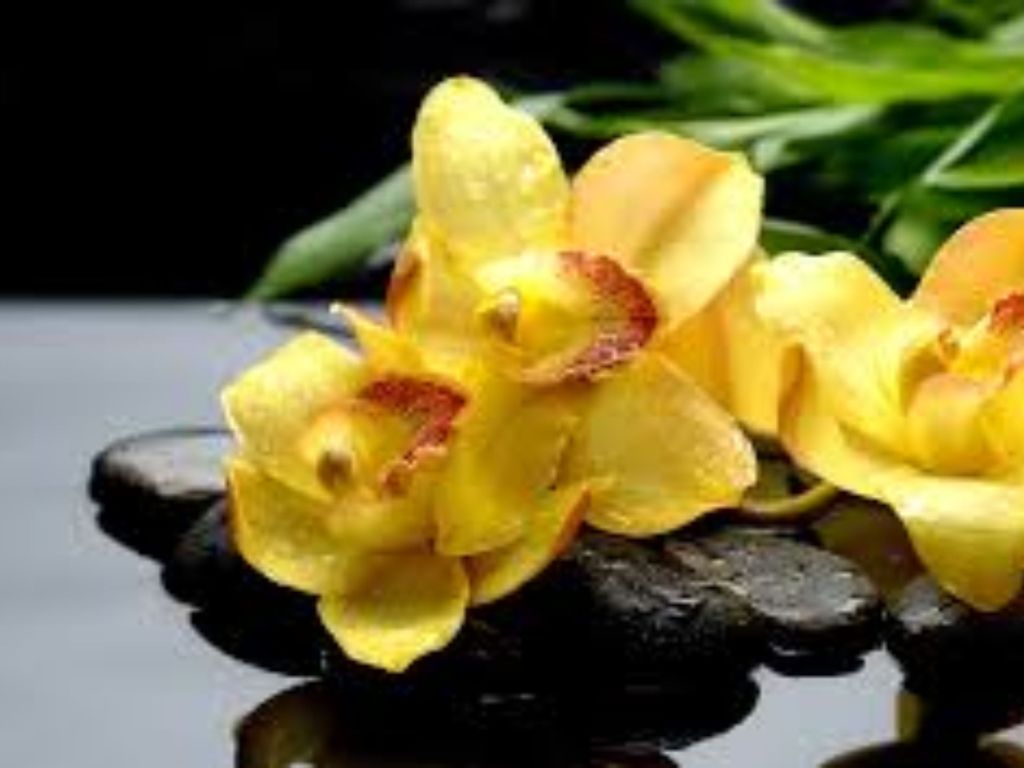 Yellow Inspiring Orchids S wallpaper