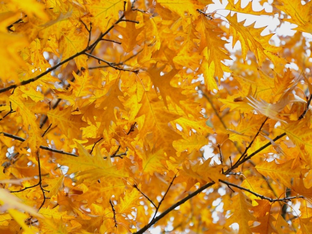Yellow Leave Background wallpaper