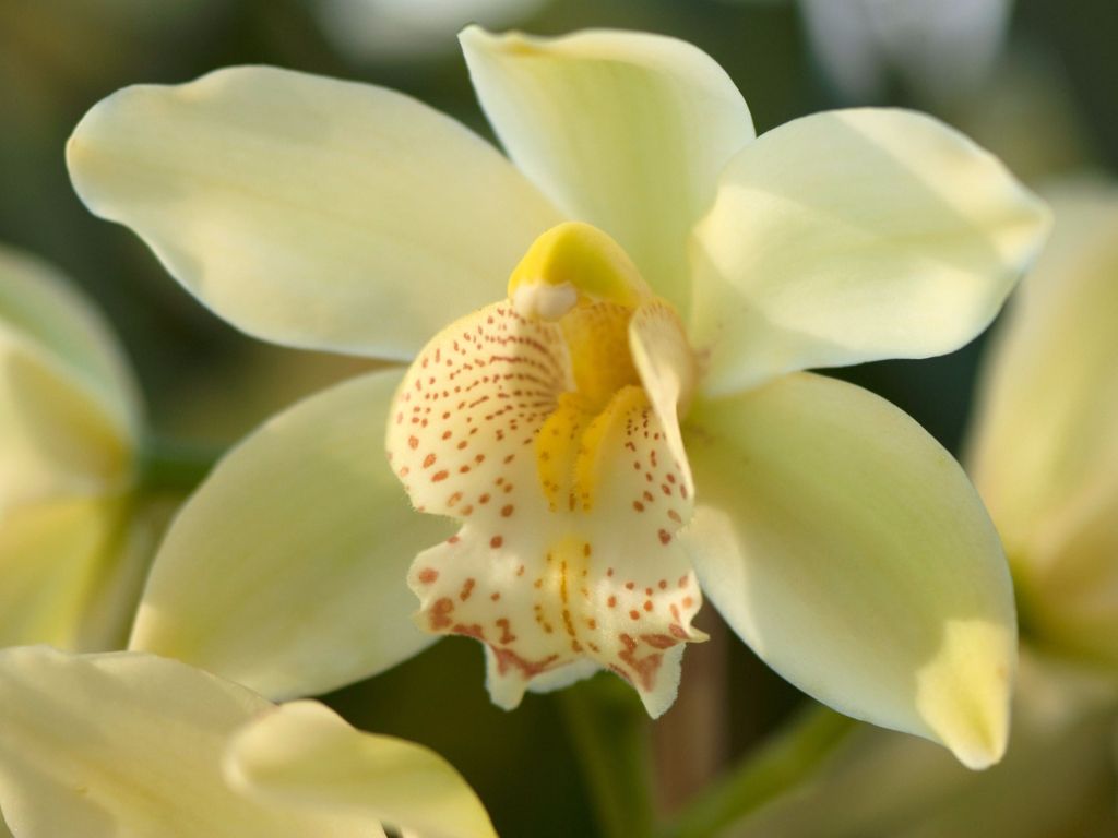 Yellow Orchids wallpaper