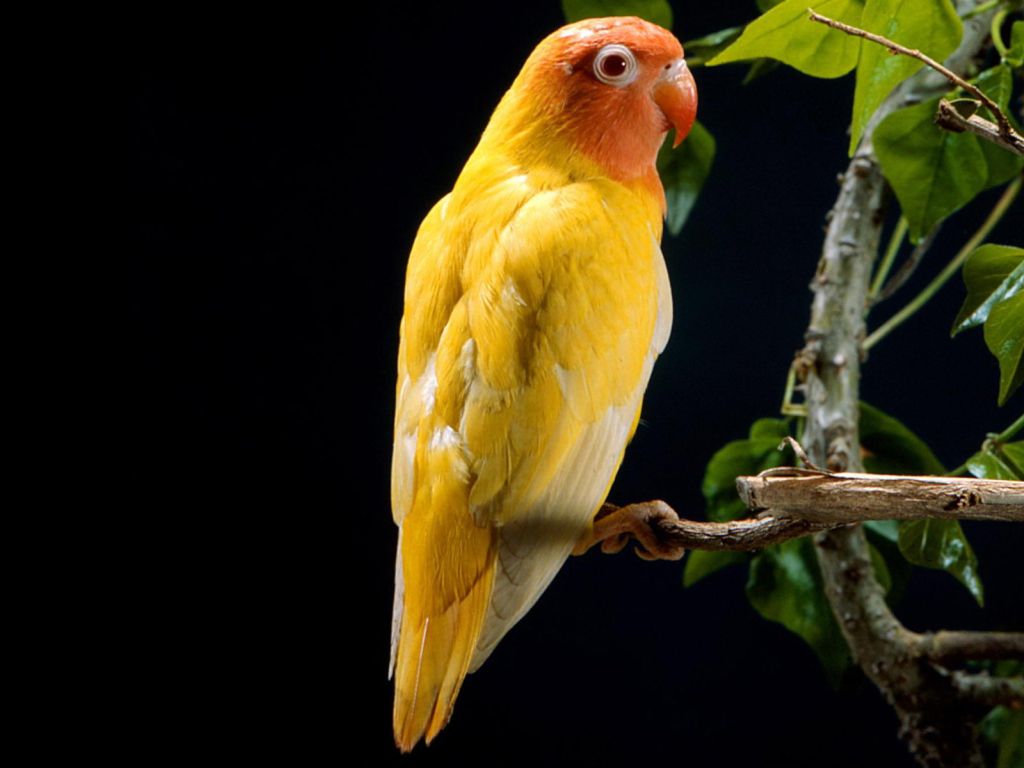 Yellow Parrot wallpaper