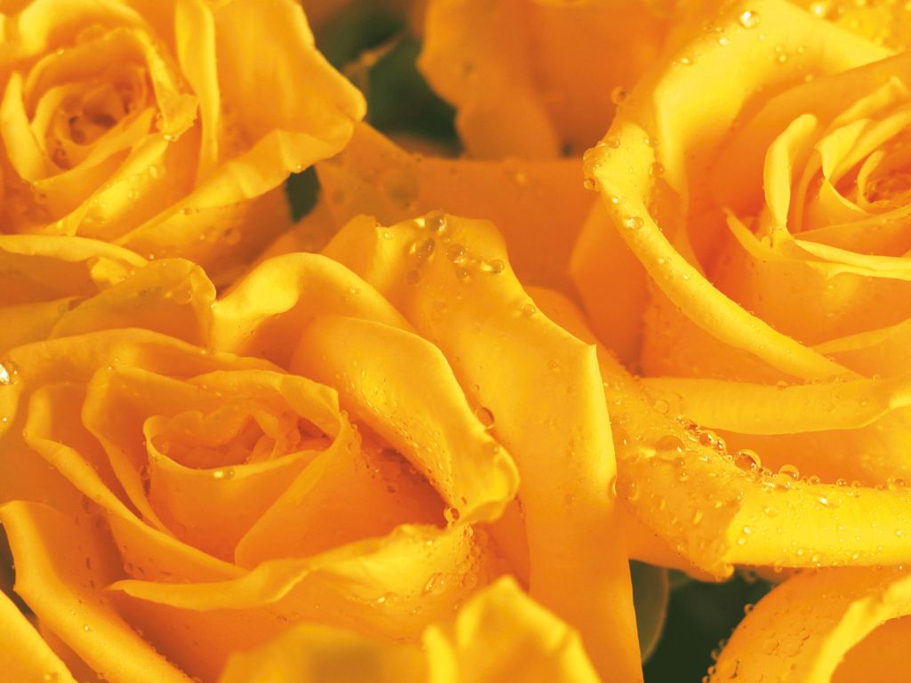 Yellow Roses Background wallpaper