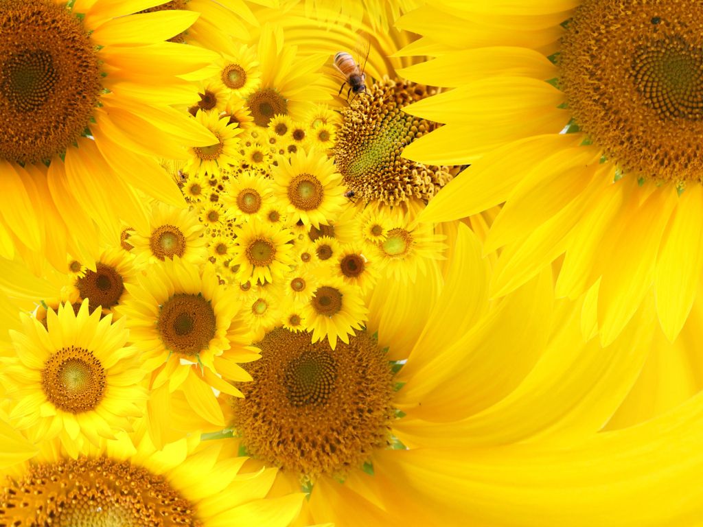 Yellow Sunflowers wallpaper