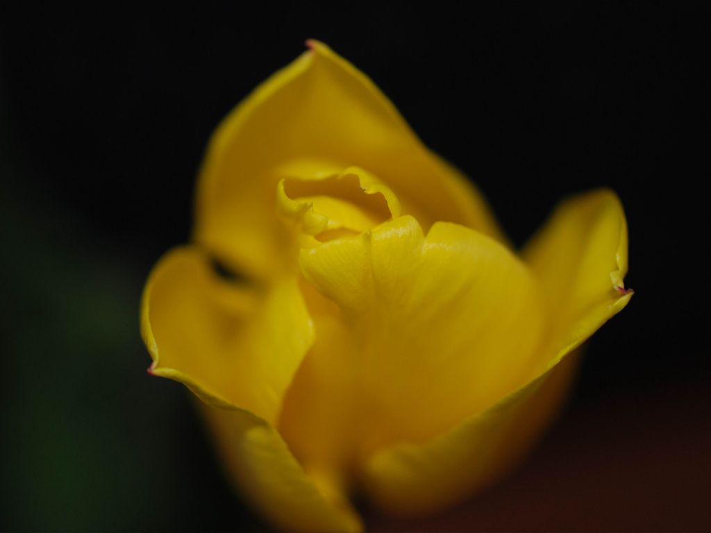 Yellow Tulip wallpaper