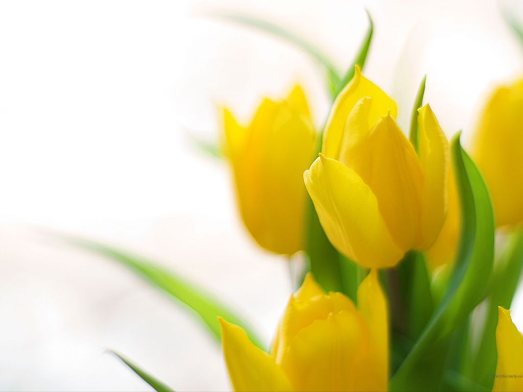 Yellow Tulips Spring Ss wallpaper