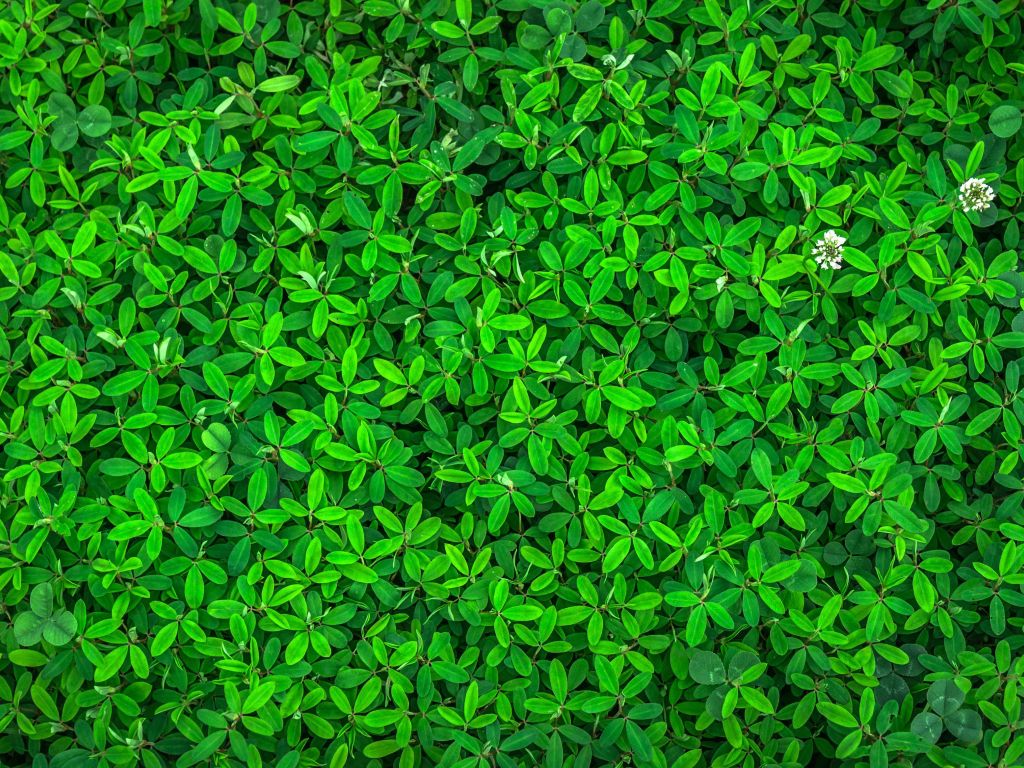 Green Leaf wallpaper